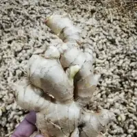 Fresh Ginger