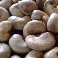 Raw Cashew Nut
