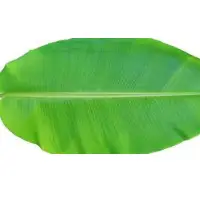 Banana Leaves