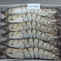 Black Tiger Prawn