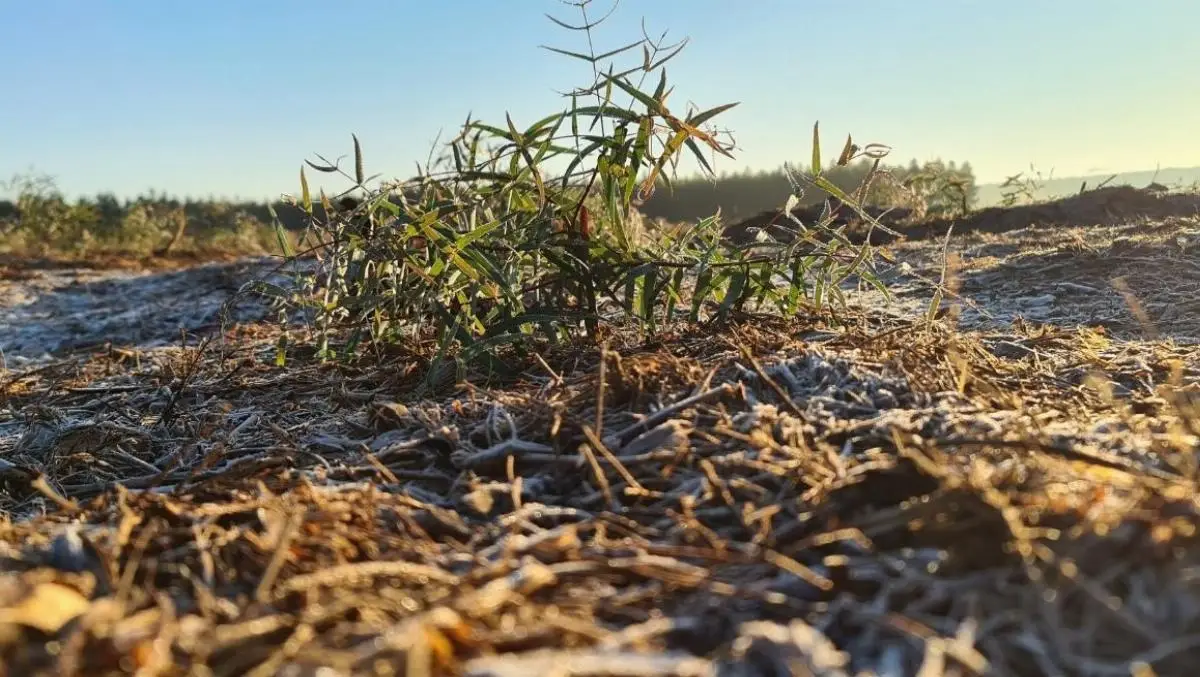 Essential Oil Seedlings company image 1