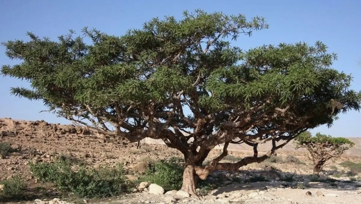 Frankincense Store company image 2