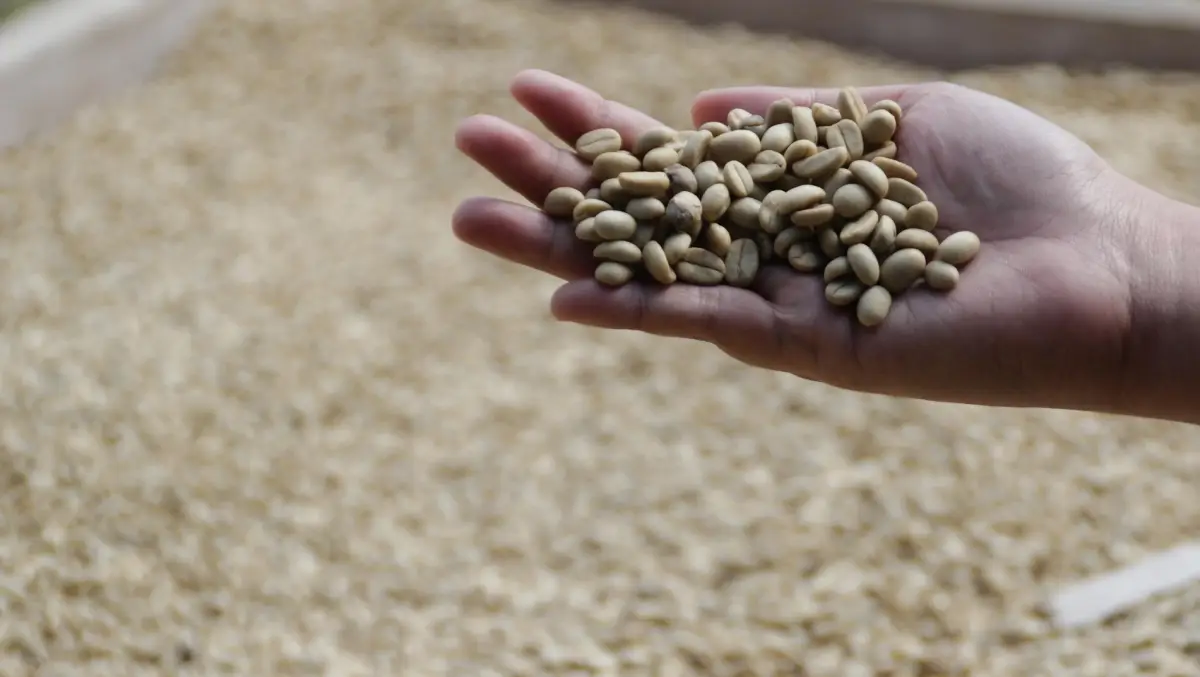 Kavana Origin company image 1