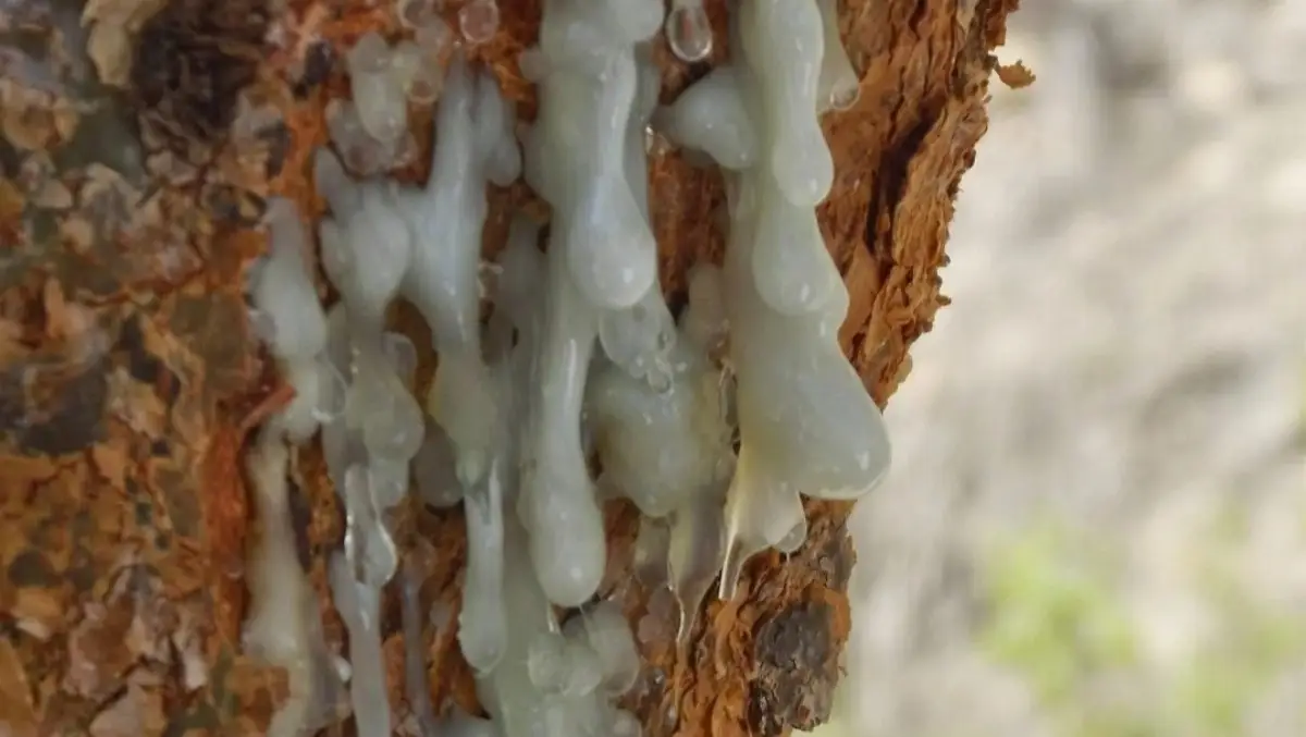 Sakina Frankincense Omani management image 2