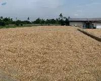 Corn Cob Meal