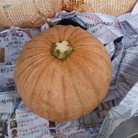 Fresh Pumpkin