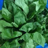 Basil