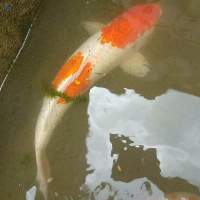 Assorted Carp (khv Free)