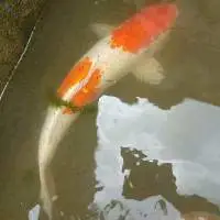 Assorted Carp (khv Free)