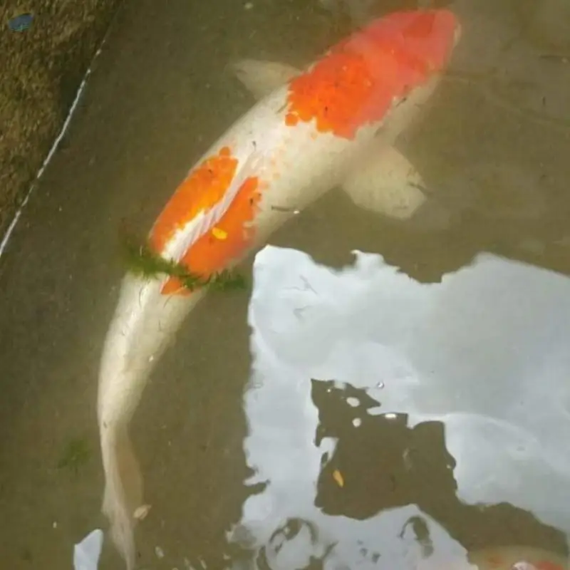 Assorted Carp (khv Free)