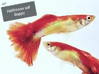 Halfmoon Tail Guppy Fish