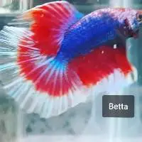 Betta Fish