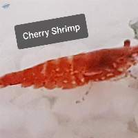 Cherry Shrimp