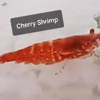 Cherry Shrimp