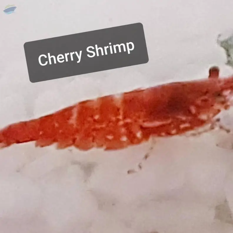 Cherry Shrimp