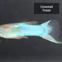 Crowntail Guppy
