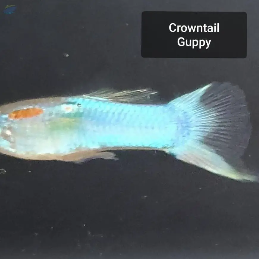 Crowntail Guppy