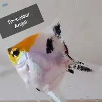 Tri Colour Angel Fish