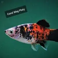 Coral Wag Platty