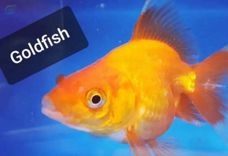 Goldfish