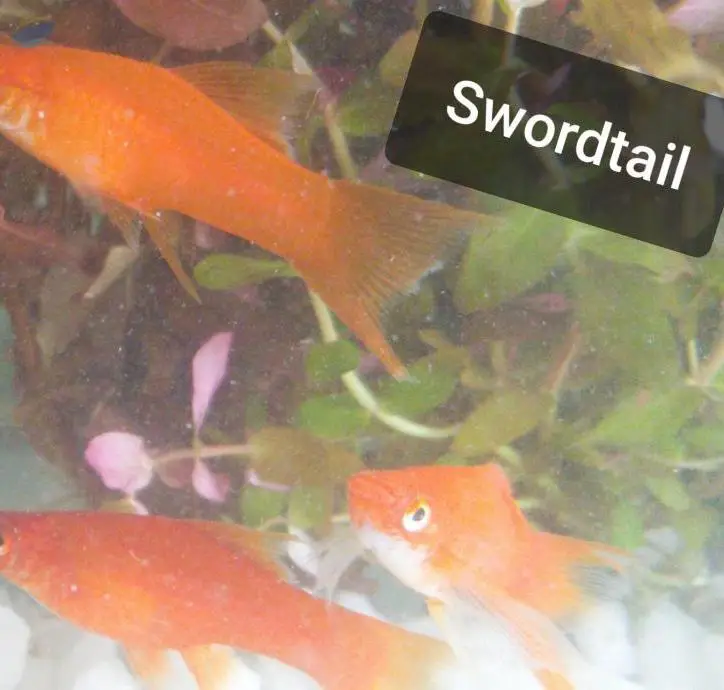 Swordtail