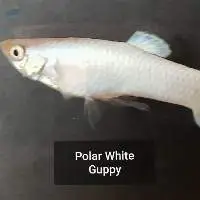 Polar White Guppy
