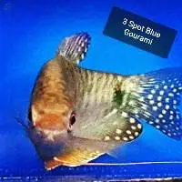 3 Spot Blue Gourami