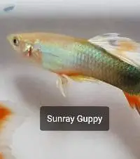 Sunray Guppy