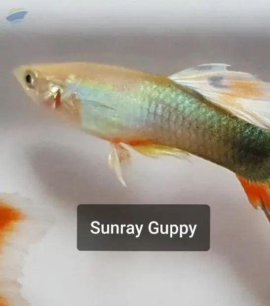 Sunray Guppy