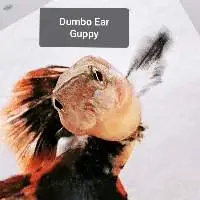 Dumbo Ear Guppy