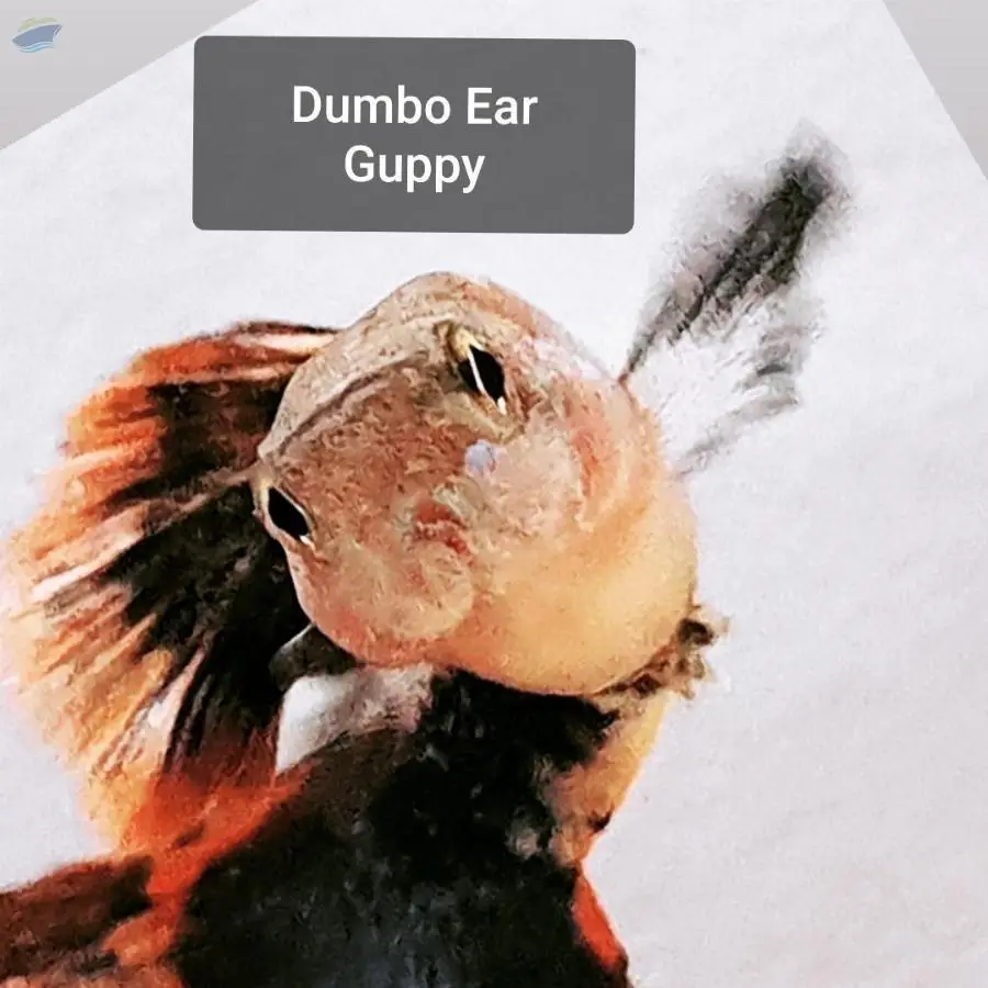 Dumbo Ear Guppy