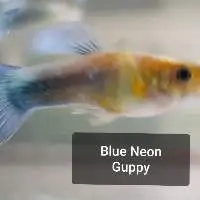Blue Neon Guppy