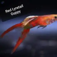 Red Lyretail Guppy