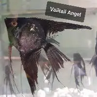 Vailtail Angel