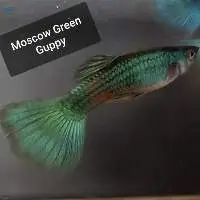 Moscow Green Guppy