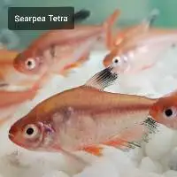 Searpea Tetra