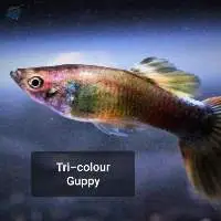 Tri - Colour Guppy