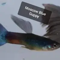 Moscow Blue Guppy