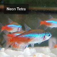 Neon Tetra