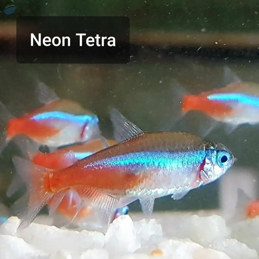 Neon Tetra