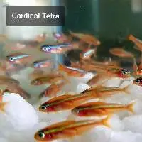 Cardinal Tetra Fish