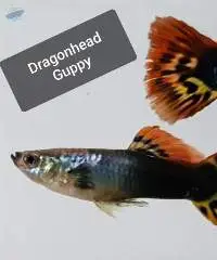 Dragonhead Guppy Fish