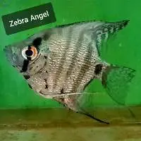Zebra Angel Fish