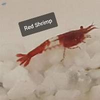 Red Shrimp