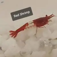 Red Shrimp