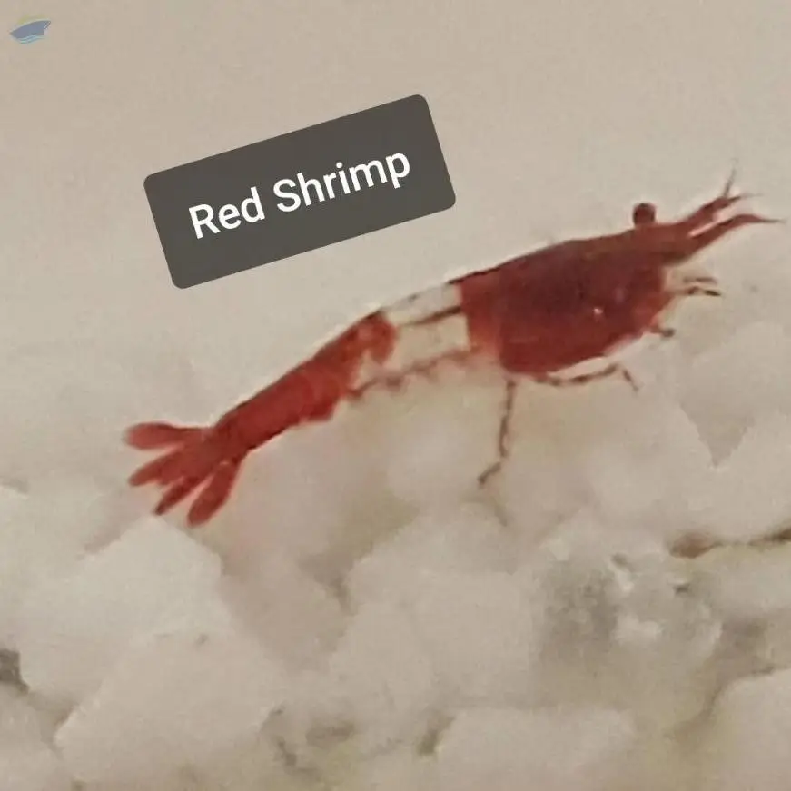 Red Shrimp