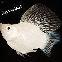 Balloon Molly
