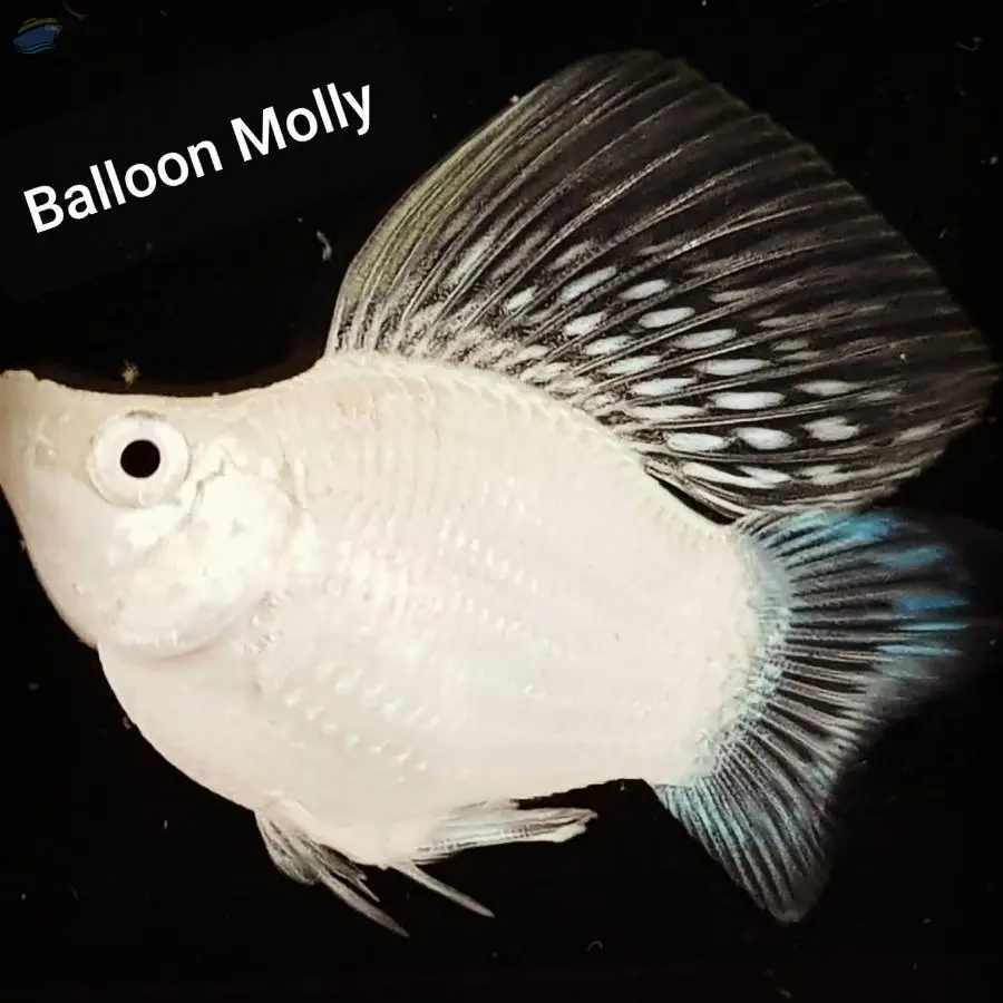 Balloon Molly