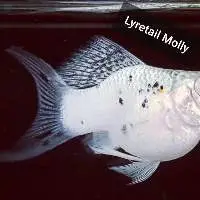 Lyretail Molly