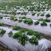 100% Virgin UV Mulch Film